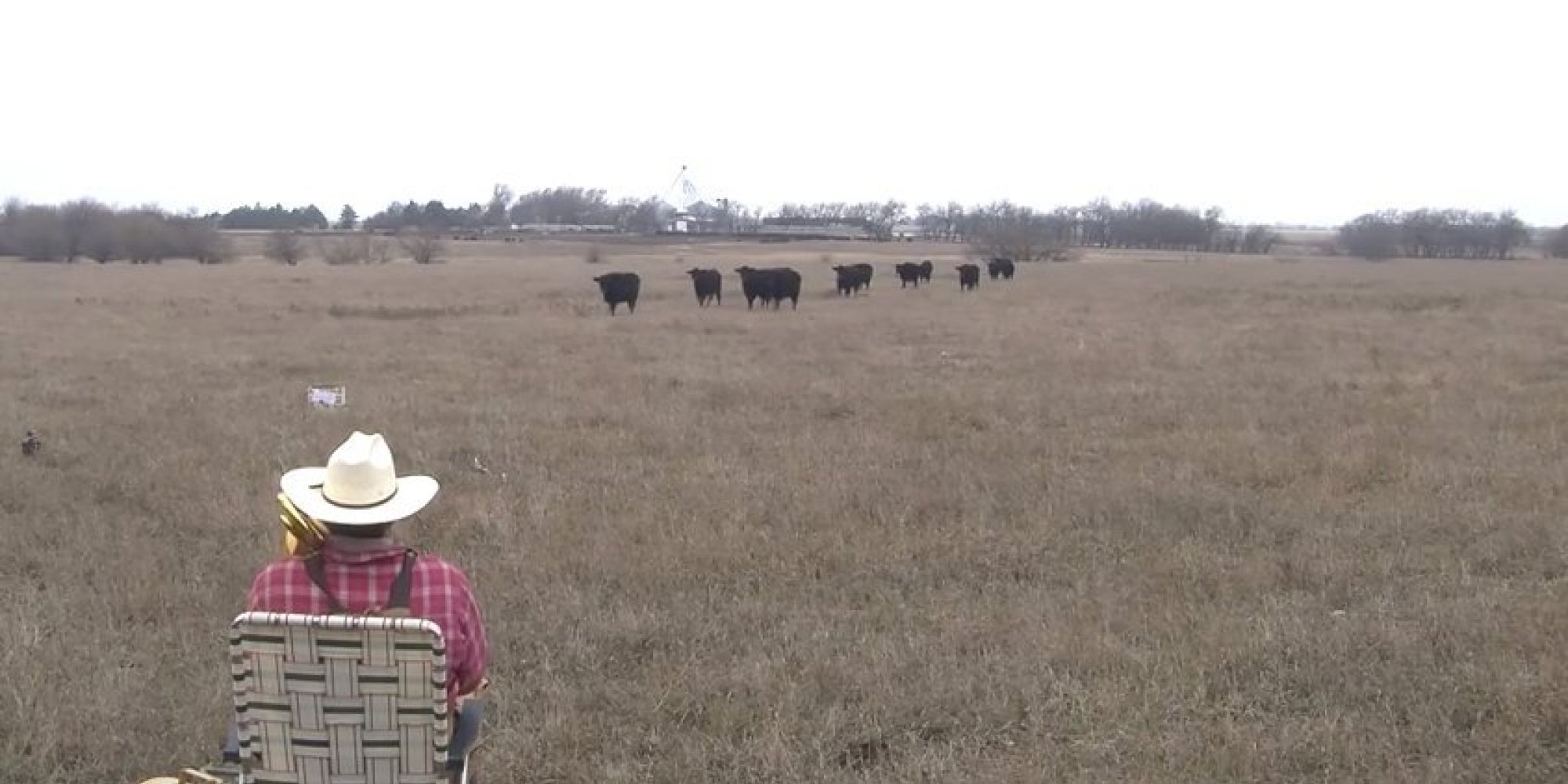 Farmer Serenades Cows By Playing 'Jingle Bells' On The Trombone