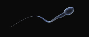 Sperm