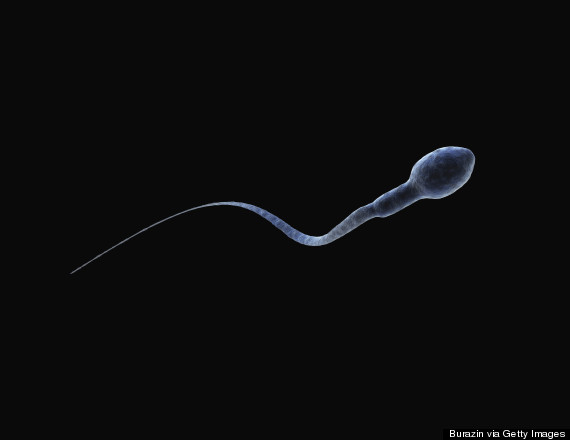 the-size-of-your-sperm-does-matter-when-it-comes-to-getting-pregnant