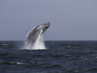 Expect To See More Humpback Whales Off The Coast Of New York City