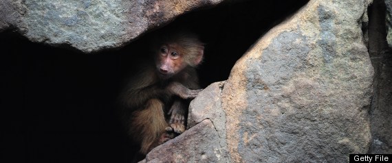 Baboon Tangerine