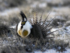 Sage-Grouse Species Get Thrown Under The Omnibus