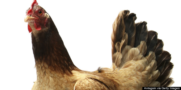 Cops Say College Students Stole Live Chicken, Then Ate It