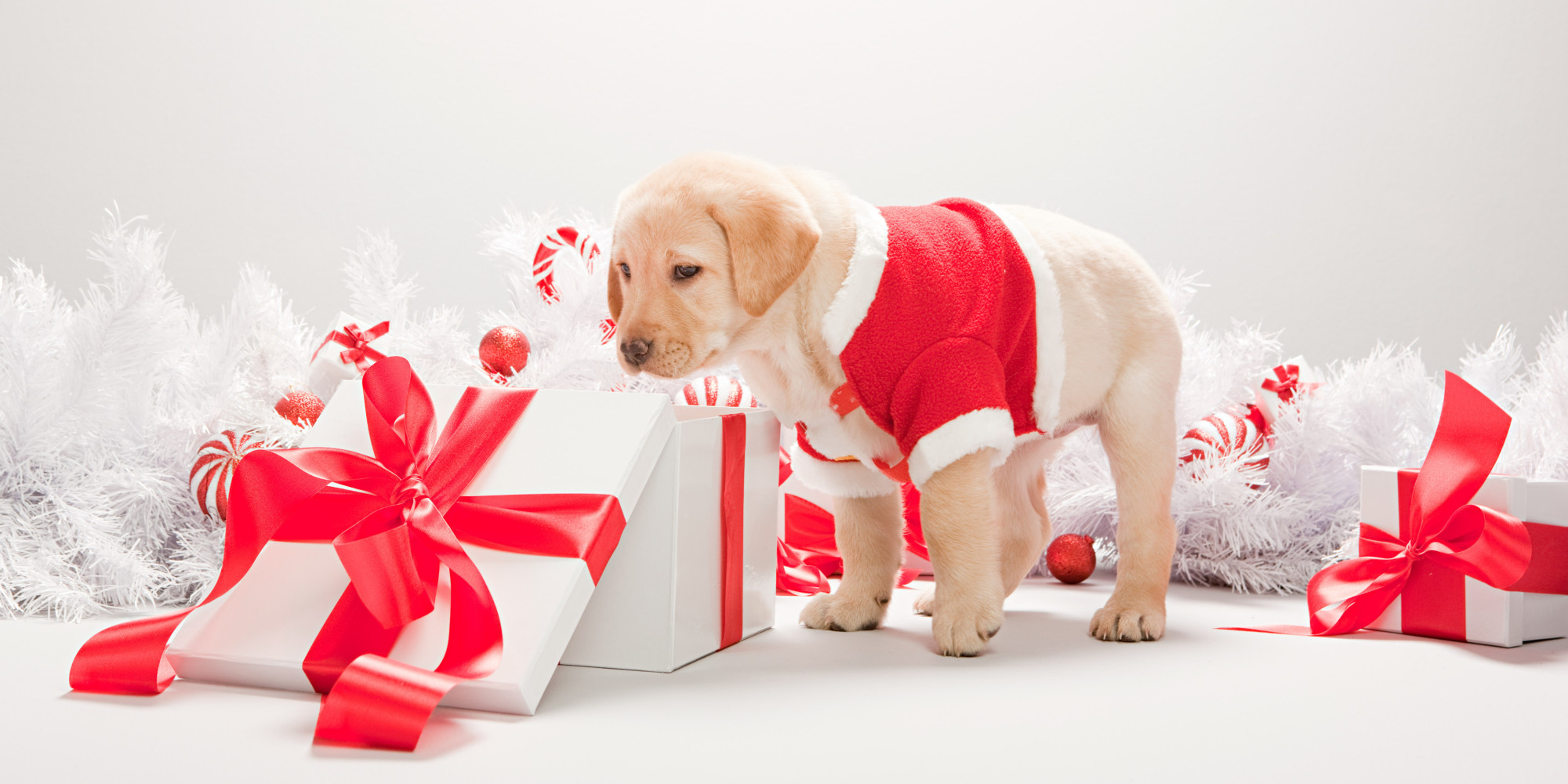 Pet Gift Ideas What To Buy Your Dogs And Cats For Christmas