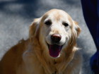Science Explains Why Golden Retrievers Are Awesome