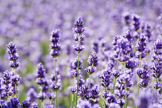 lavender