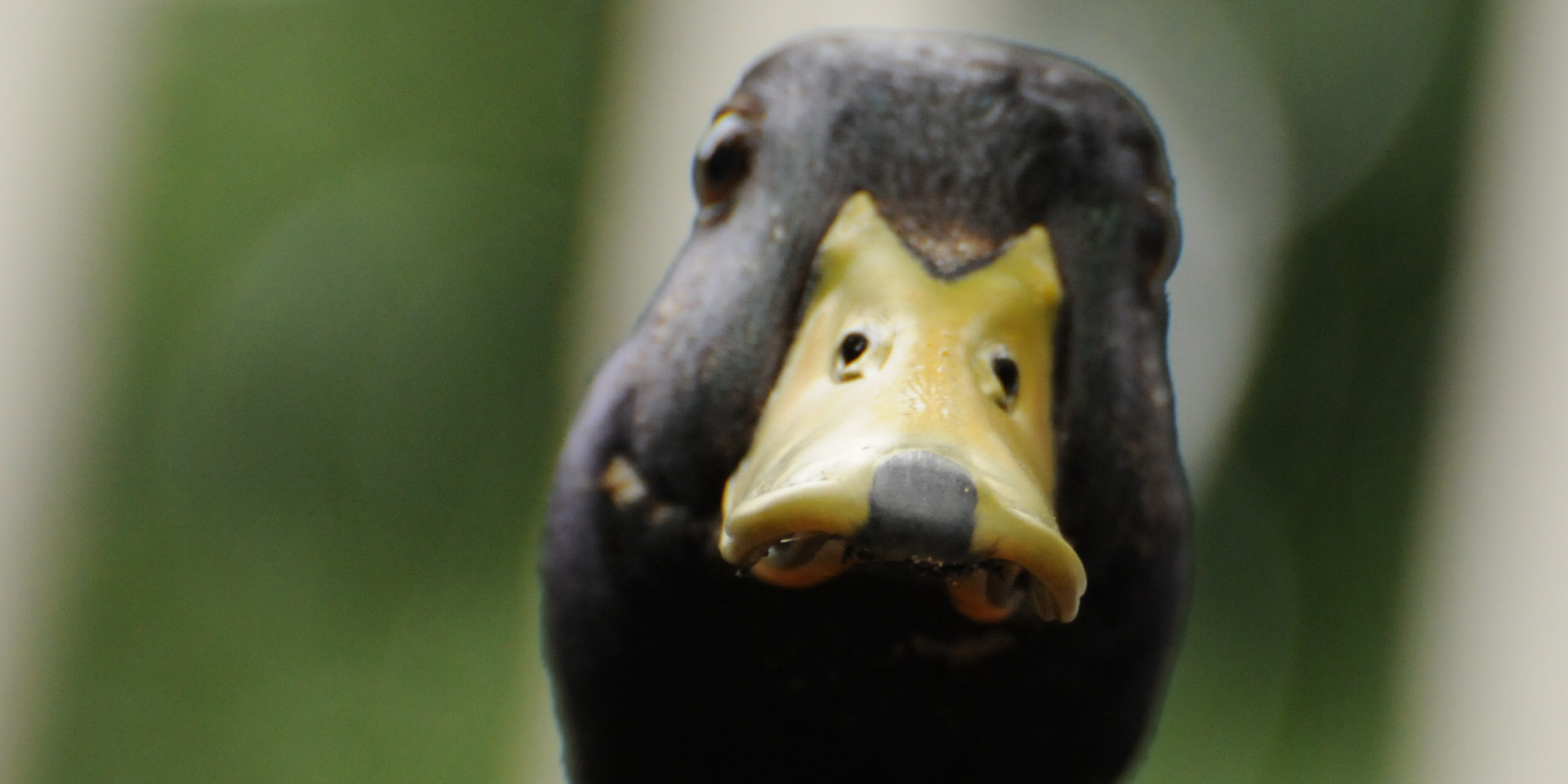 Here's How Birds Make Do Without External Ears