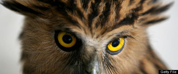 Brown Owl