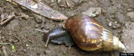 Snail