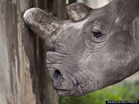 There Are Only Five Northern White Rhinos Left