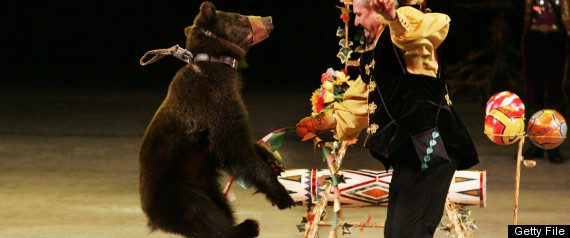 Circus Bear