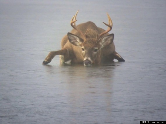 deer ice