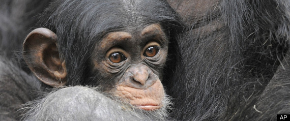 Gabon Ape