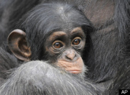 Ape Heads And Body Parts Seized In Huge Gabon Bust