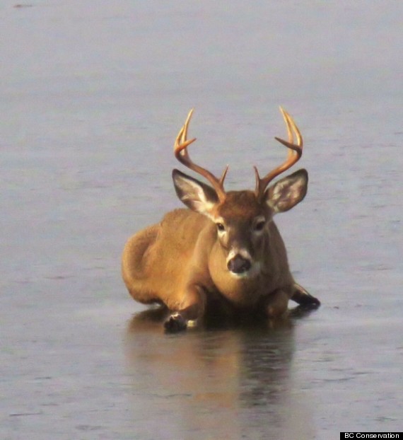 deer ice