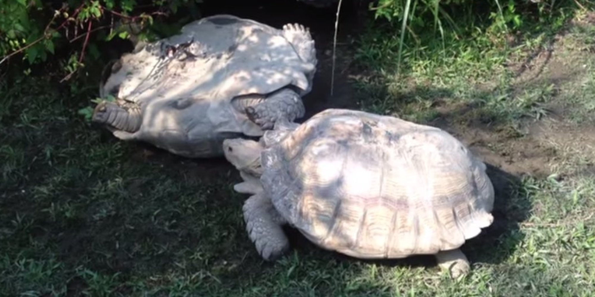 Good Guy Tortoise Helps A Friend In Need Get Back On His Feet HuffPost