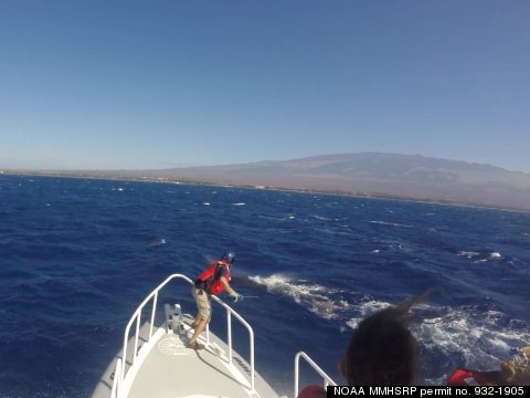 Maui Whale Rescue Reveals Sad Reality Of Human's Impact On Animals