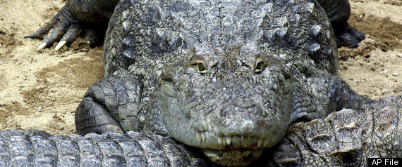 Crocodile
