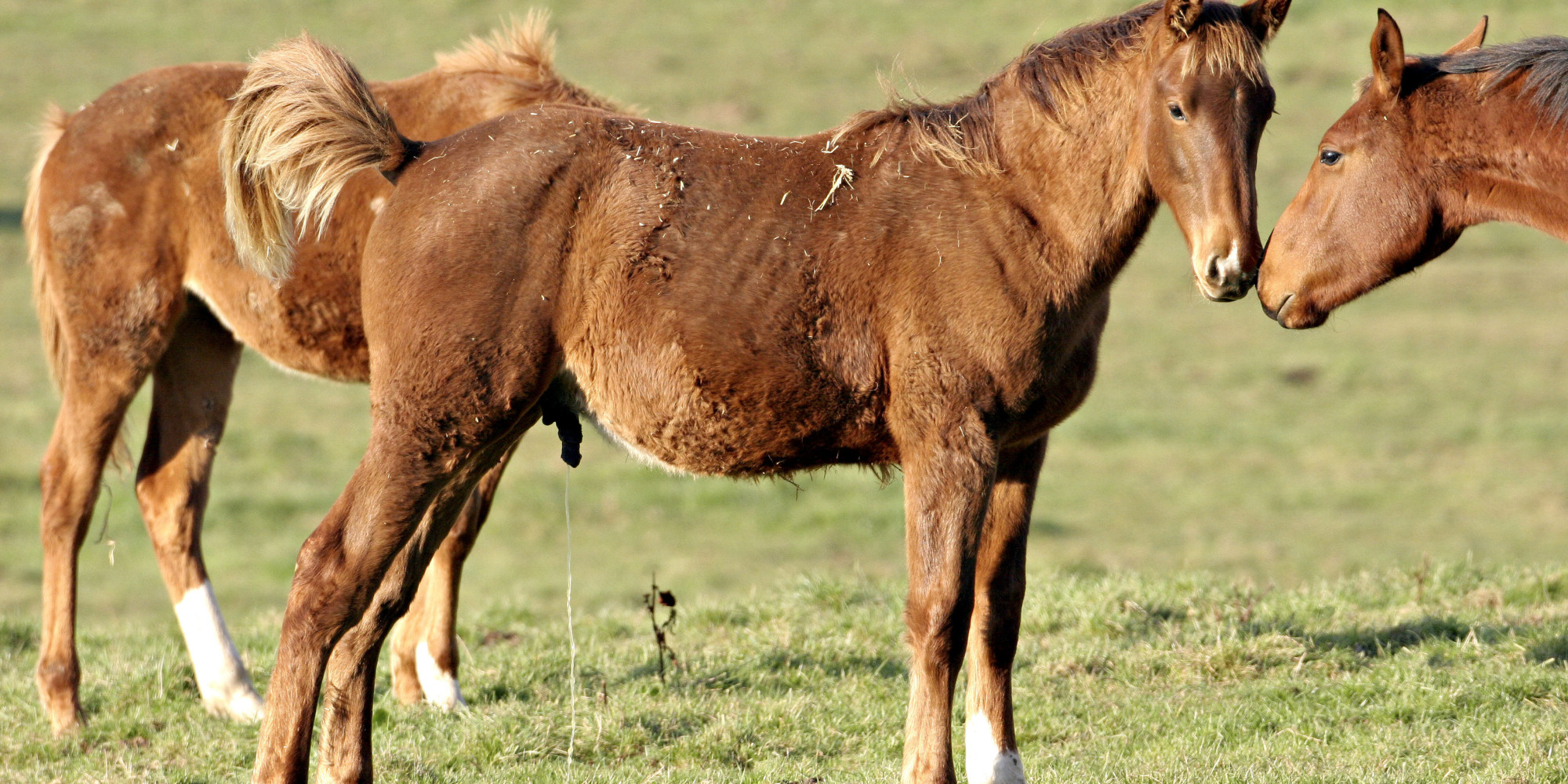 Axel the Magic Horse HuffPost UK