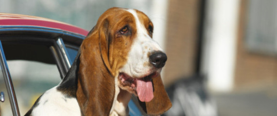 Pets Safe Driving