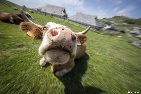 vaca louca
