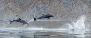 delfines
