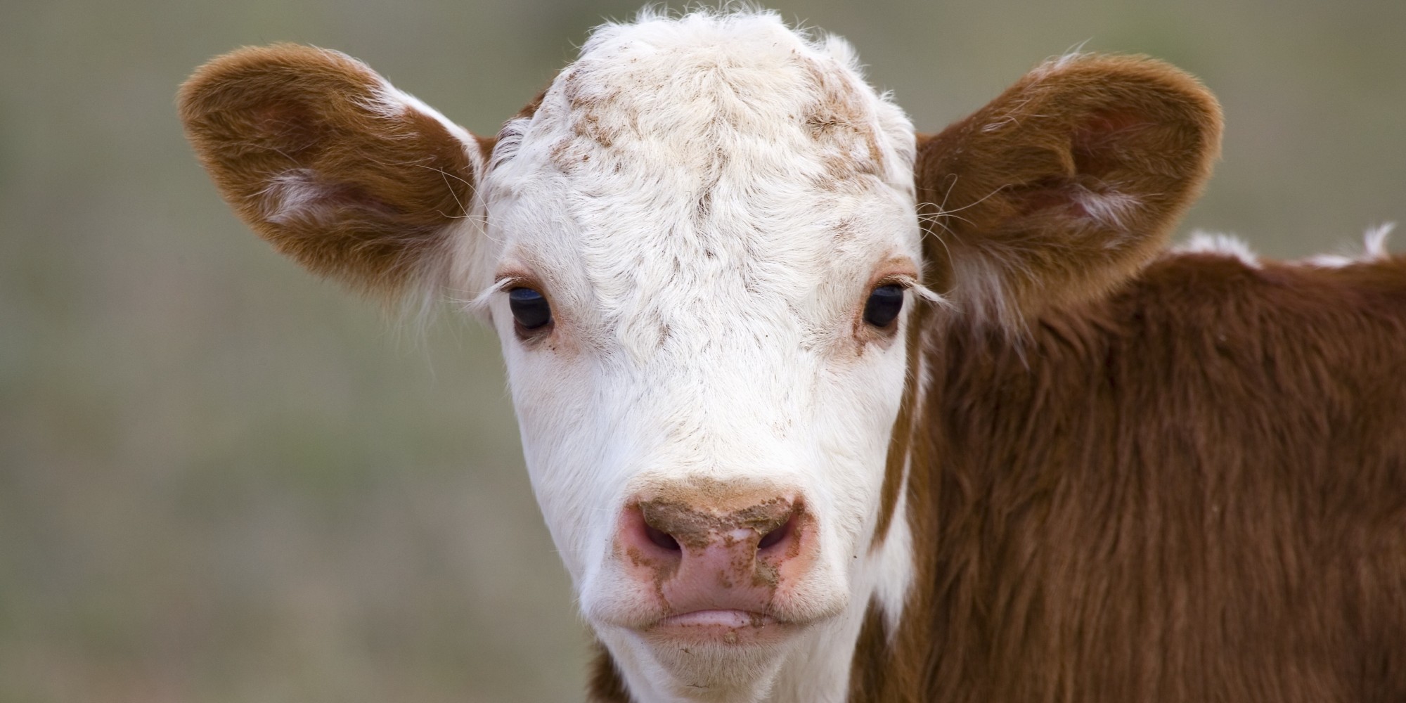 cows-moos-carry-a-lot-more-meaning-than-you-ever-imagined-huffpost