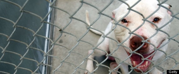 Pit Bull Ban