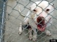Pit Bull Ban Proposed In Texas, 'Justin's Law,' Would Make Owning The Dog Breed A Felony