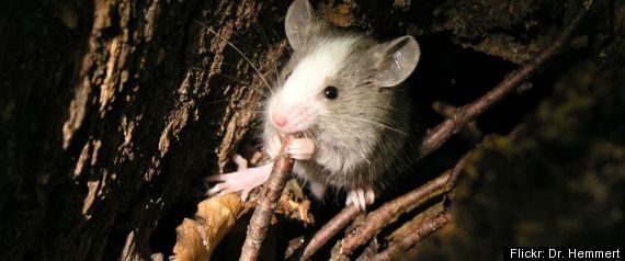 Tiny Mouse In The Woods