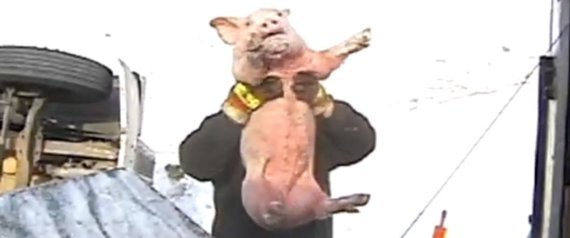 Pig