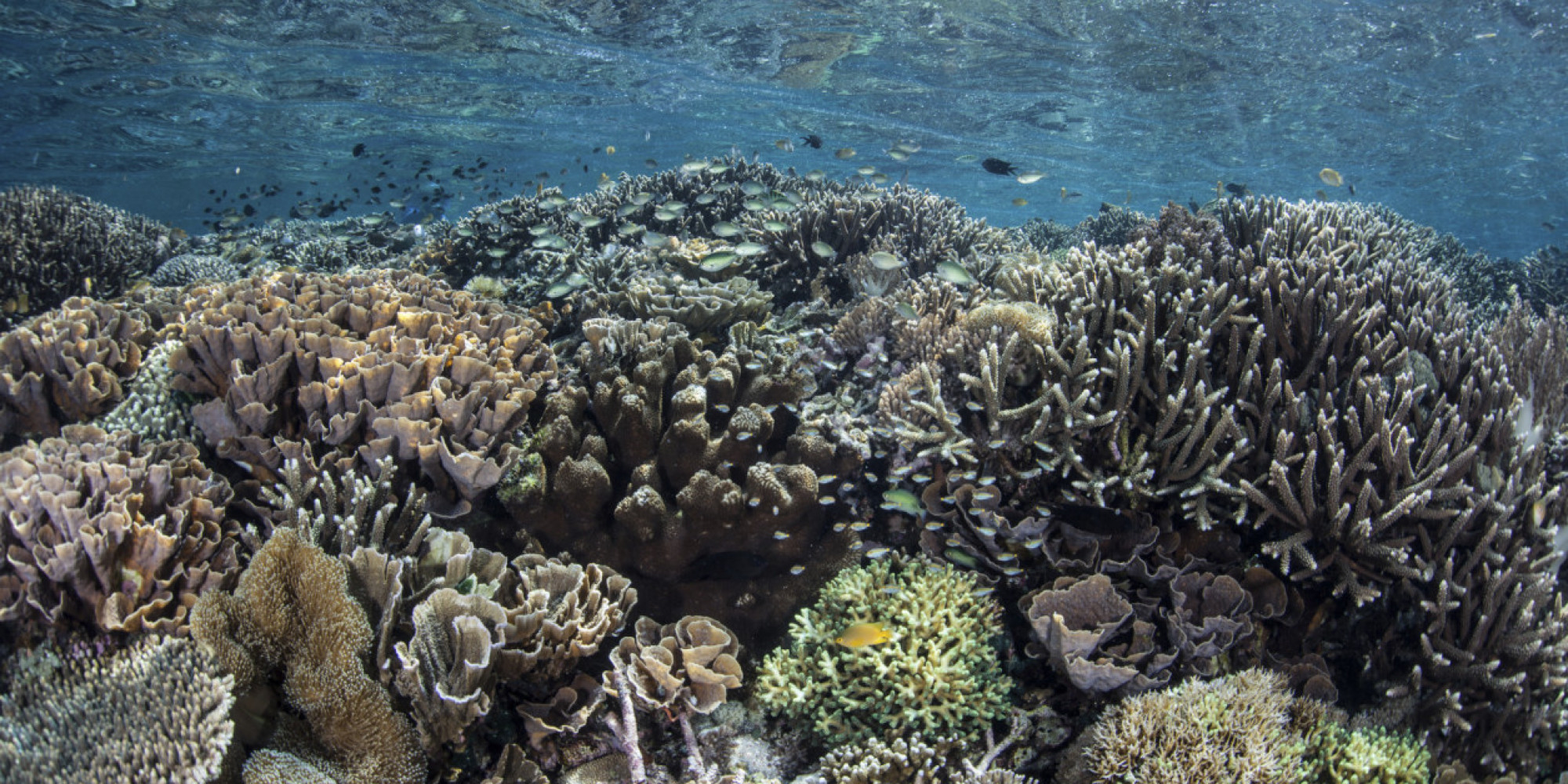 Coral Reefs Could Soon Fall Silent As Ocean Acidification Ravages