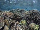 Acidic Oceans Could Quiet Coral Reefs
