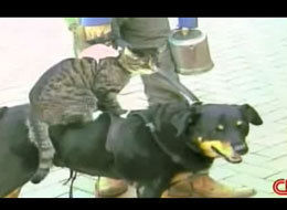 Cute Animal Videos Of The Week: Rat On Cat On Dog Love, Spaniel Adopts Bunnies, And More!