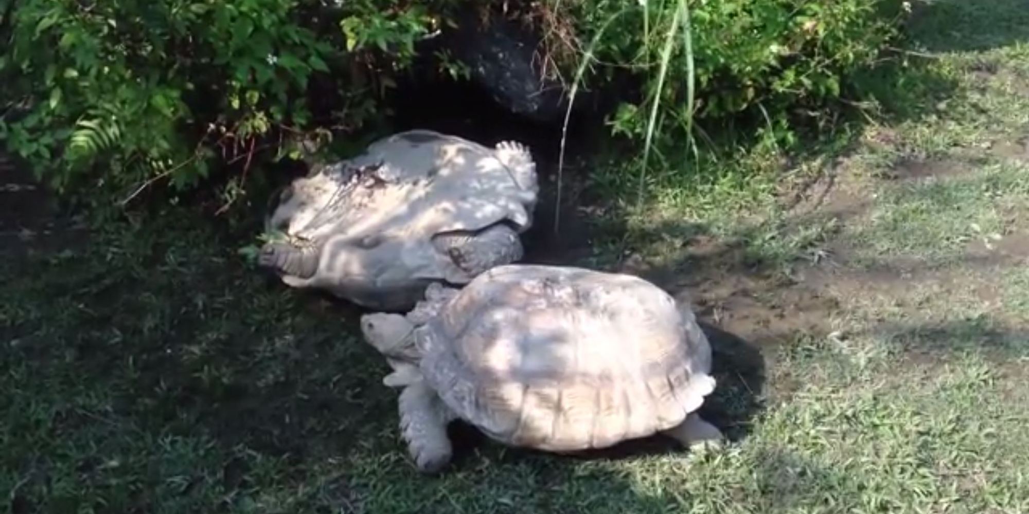 Tortoise Flips Over Fellow Reptile... But He Might Just Be After Some