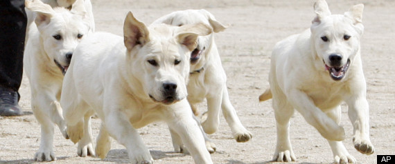Most Popular Dog In Us