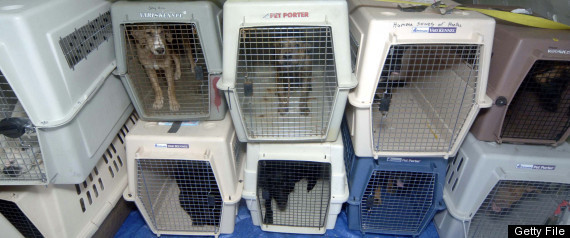 Animals On Planes