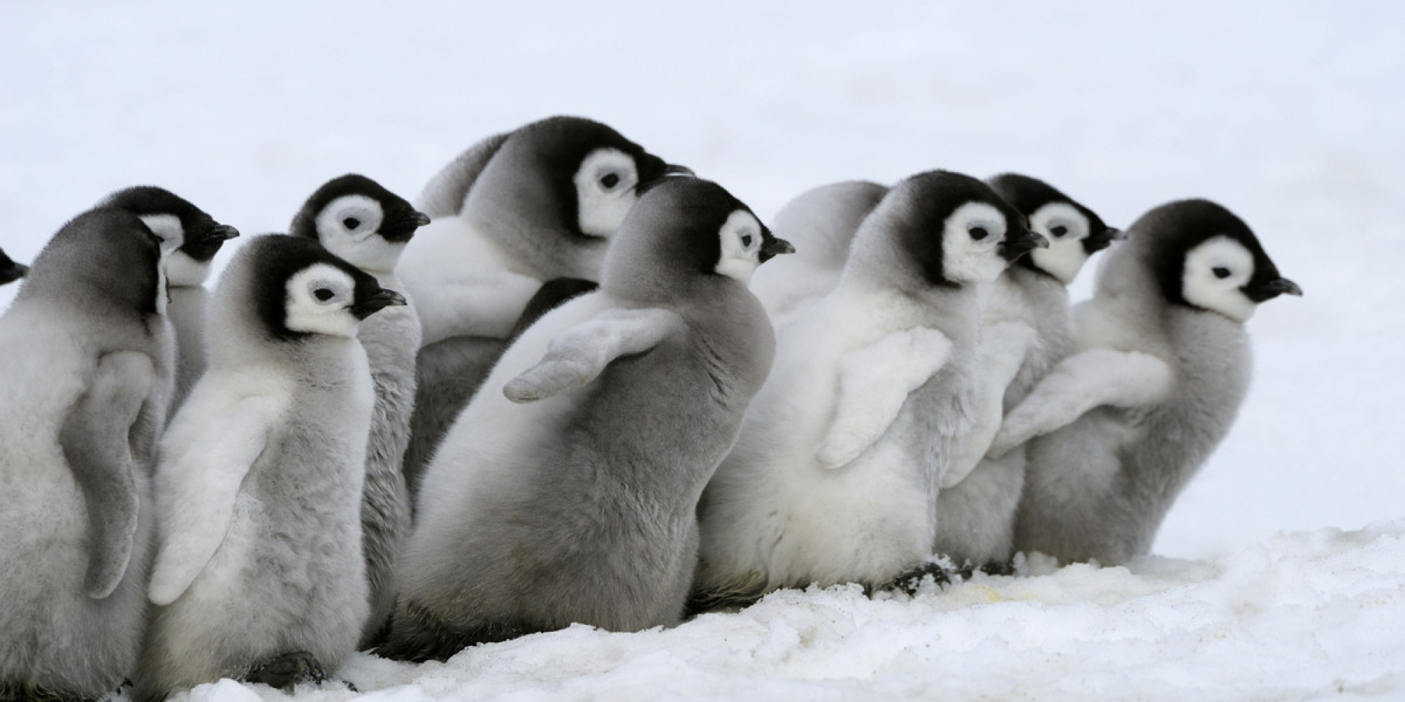 ペンギンの子供たち