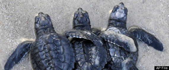Turtle