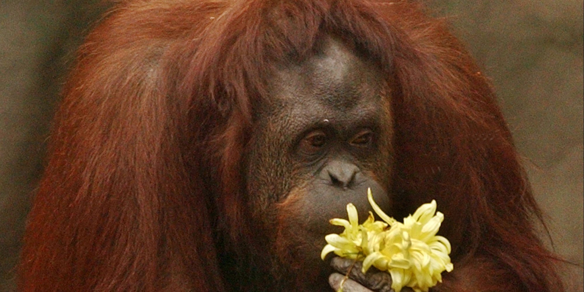 Orangutan Held in Zoo Is "Non-Human Person" and Can Be Freed, Says Court
