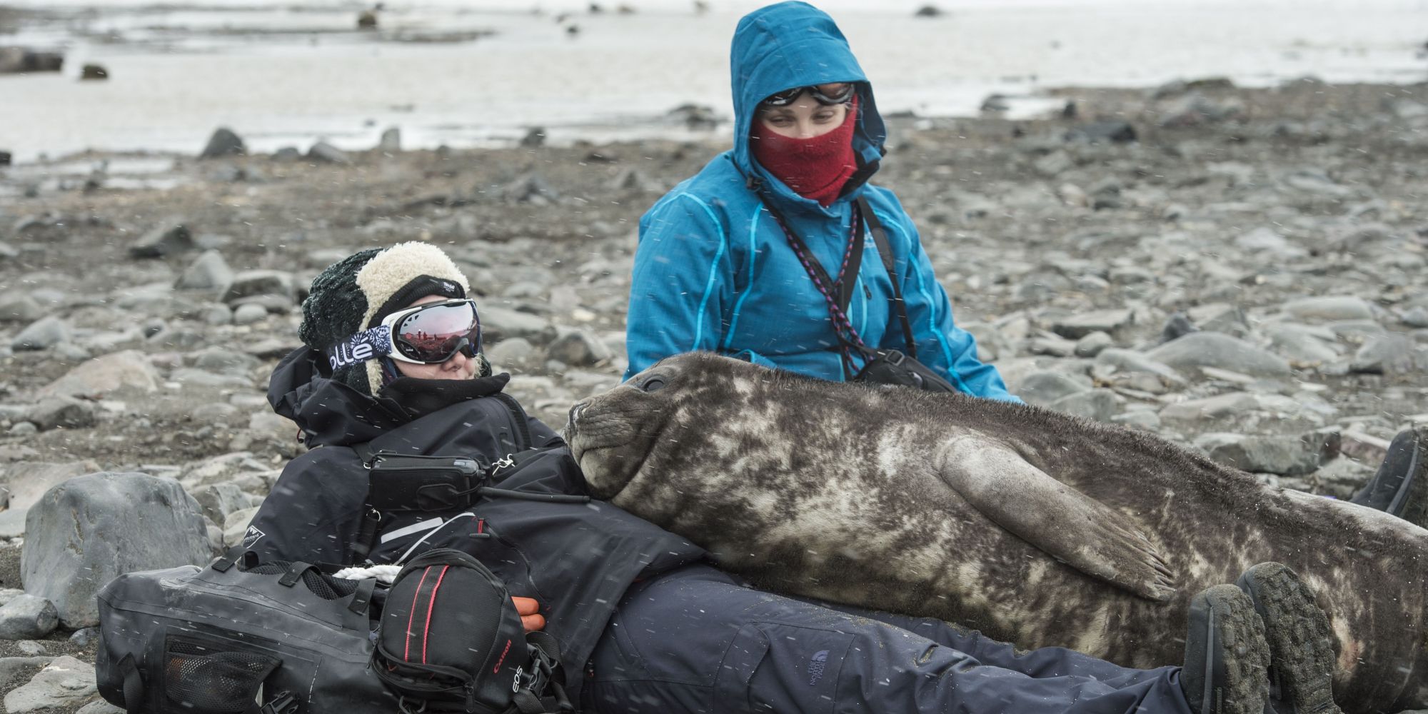 Wild Elephant Seal Pup Crawls Onto Woman's Lap For A Nap HuffPost