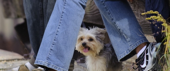 Dog Rules