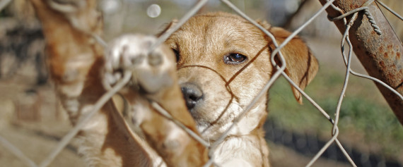 shelter dog