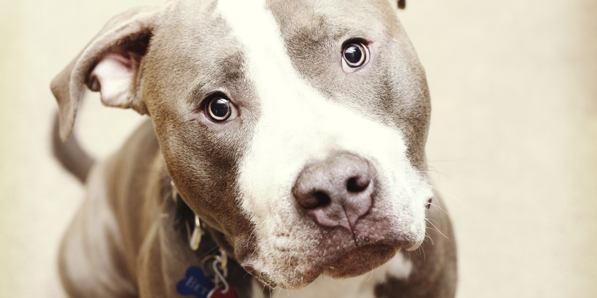 Dr. Laura Says Pit Bulls 'Should All Be Put Down,' Learns Dog Lovers