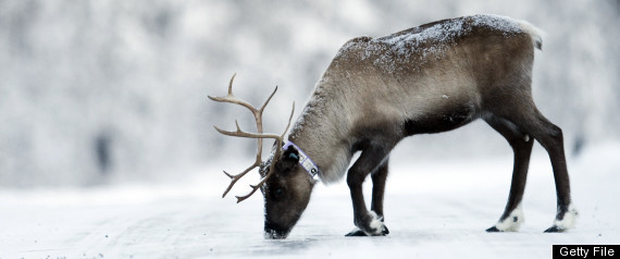 Reindeer