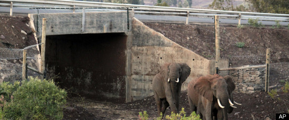 Elephant Underpass