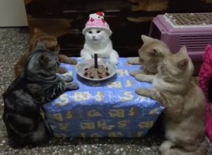 n-KITTY-BIRTHDAY-PARTY-large300.jpg