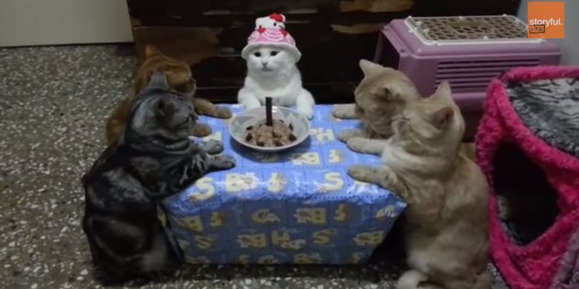 Human Throws Her Cat A Snazzy Birthday Bash Feline Is Not Impressed