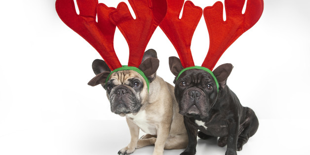 Images WATCH: Animals Celebrating the Holidays Will Make Your Jolly With Joy 1 dogs Images WATCH: Animals Celebrating the Holidays Will Make Your Jolly With Joy 1 animals