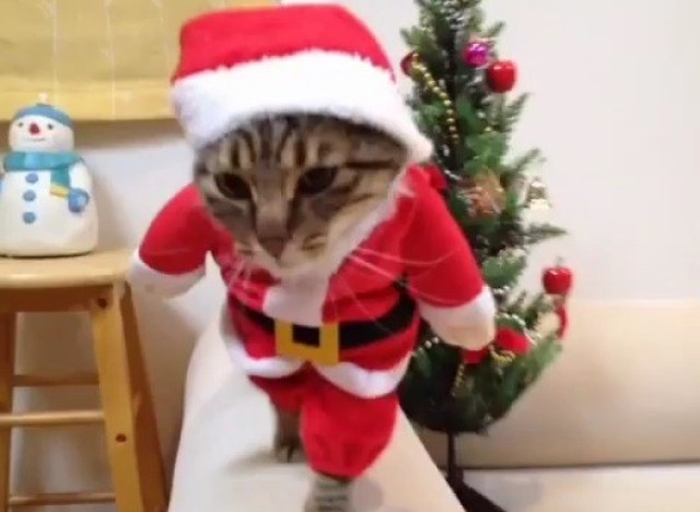 de pere chat Coloriage pere noel chat sur cette image, papa noël offre une souris en peluche à son chat imprime ce dessin gratuit et rend ce cadeau encore plus magnifique. de pere chat Coloriage pere noel chat sur cette image, papa noël offre une souris en peluche à son chat imprime ce dessin gratuit et rend ce cadeau encore plus magnifique.
